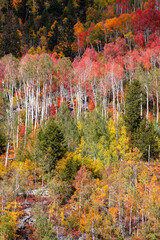 Sticker - Colorful Aspen trees on the mountains of Utah during autumn.