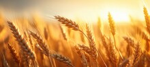 Golden Wheat Field, Ears Of Golden Wheat Close Up With Sunset Landscape, Generatie AI