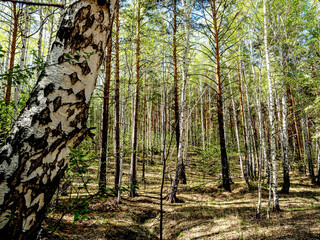 Wall Mural - mixed spring forest illuminated by the morning sun