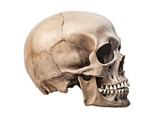 Skull Isolated On White Background, Side View