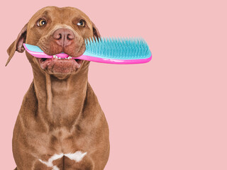 Wall Mural - Cute brown dog holding a hairbrush. Close-up, indoors. Studio photo, isolated background. Concept of care, education, obedience training and raising pets