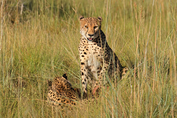 Poster - Alert cheetahs (Acinonyx jubatus) in natural habitat, South Africa.