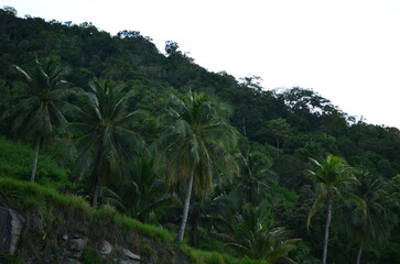 nature green natural tree landscape outdoor background beautiful mountain forest summer sky tropical travel environment view trees plant tourism blue park scenic hill water 