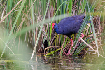 Wall Mural - Purpurhuhn (Porphyrio porphyrio)