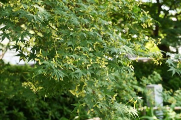 Wall Mural - Japanese maple (Acer palmatum) key fruits.
After flowering in early summer, a propeller-shaped key fruit is attached, and in autumn, it flies while spinning in the wind.