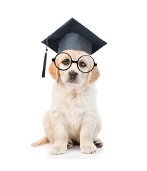 Poster - Smart Golden retriever puppy wearing black graduation hat and eyeglasses sits in front view and looks at camera. isolated on white background