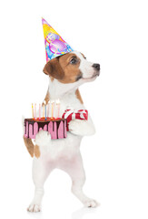 Poster - Jack russell terrier puppy wearing a party hat holds gift box and birthday cake with lot of candle and looks away on empty space. isolated on white background