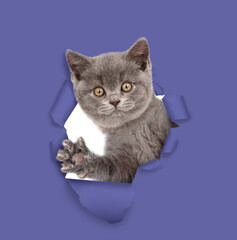 Aufkleber - Cute kitten looks through a hole in violet paper