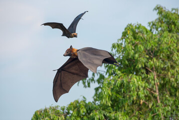 Wall Mural - Lyle's flying fox flying on blue sky, big bats