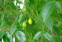Green Fruits Of Chinaberry Tree	