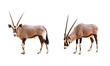 Collection, Wild Arabian Oryx leucoryx,Oryx gazella or gemsbok isolated  on transparent background. large antelope in nature habitat, Wild animals in the savannah. Animal with big straight antler horn