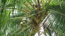 The Fresh Coconuts On The Green Coconut Tree