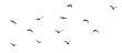 png flock of birds silhouette isolated on clear background	
