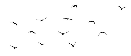 Wall Mural - png flock of birds silhouette isolated on clear background
