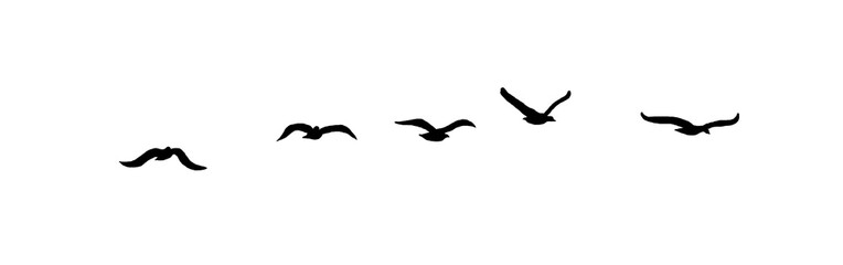 Wall Mural - png flock of birds silhouette isolated on clear background