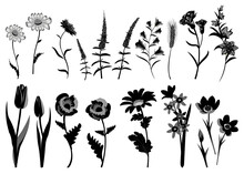 Flower Branches Collection. Black And White Isolated Flowers And Leaves. Vector Illustration. 