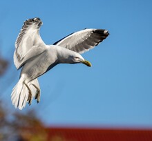 An Adult Southern Black-backed Gull (Larus Dominicanus) Flying Over The Water Of Leith, With A Blue Sky Background, In Dunedin, New Zealand