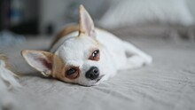 Beautiful Chihuahua Lying On The Bed