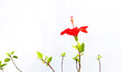 Hibiscus, planta ornamental en una maceta