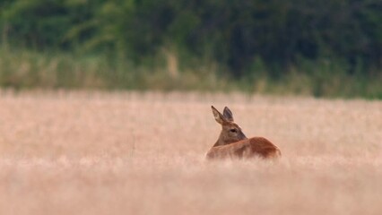 Sticker - one Roe deer doe (Capreolus capreolus) stands in a harvested field looking for a mate during the mating season