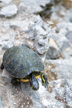 Cute Tiny Mediterranean Turtle Walking On Stone Rocks With Its Green Shell