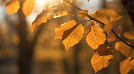 Wall Mural - Autumn leaves on the sun and blurred trees for fall background. Generative Ai