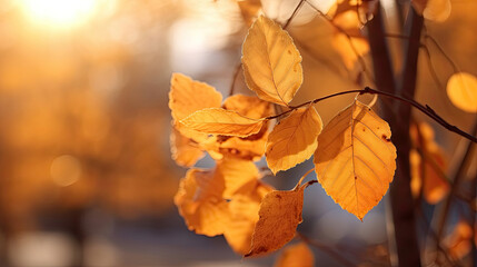 Wall Mural - Autumn leaves on the sun and blurred trees for fall background. Generative Ai
