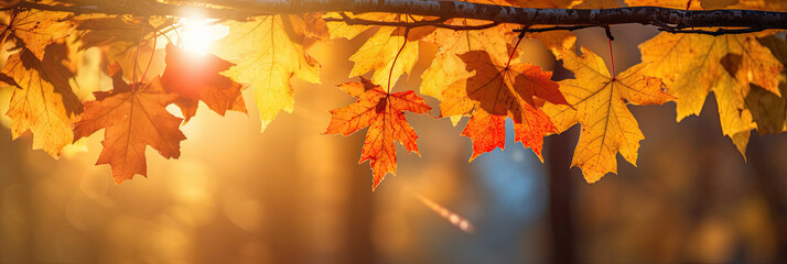 Wall Mural - Autumn leaves on the sun and blurred trees for fall background. Generative Ai