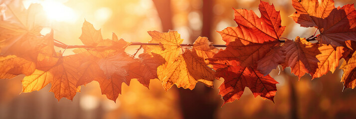 Wall Mural - Autumn leaves on the sun and blurred trees for fall background. Generative Ai
