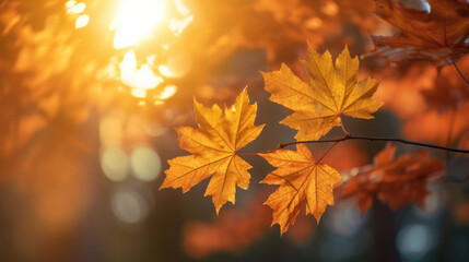 Wall Mural - Autumn leaves on the sun and blurred trees for fall background. Generative Ai