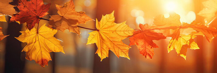 Wall Mural - Autumn leaves on the sun and blurred trees for fall background. Generative Ai