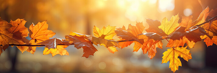 Wall Mural - Autumn leaves on the sun and blurred trees for fall background. Generative Ai