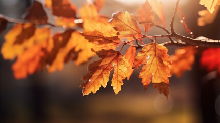Wall Mural - Autumn leaves on the sun and blurred trees for fall background. Generative Ai
