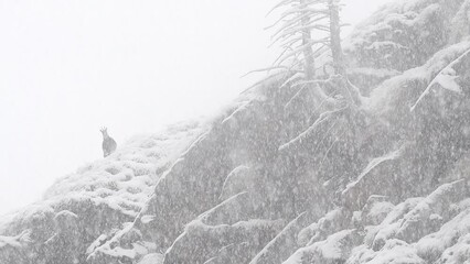 Wall Mural - Inside the snowstorm, Alpine chamois in the winter season (Rupicapra rupicapra)