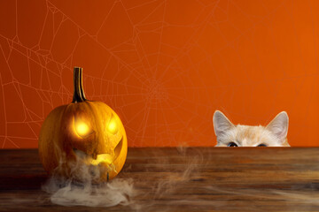 Glowing pumpkin on the table and the cat peeks out, orange background