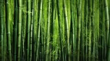 Fototapeta Dziecięca - Green bamboo background.bamboo stems with leaves.
