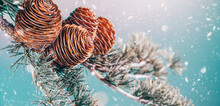 Winter Cedar Tree, Deodar Branch With Cones On Blue Background With Snow. Beautiful Border Art Design. Close Up Evergreen Coniferous Tree. Christmas Tree Nature Backdrop, Art Design