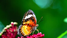 Thai Butterfly In Garden Garden Summer Flower And Butterfly Flower Butterfly Flower Butterfly