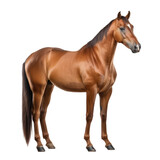 Fototapeta Konie - brown horse looking isolated on white