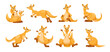 Cheerful Kangaroo Character and Australian Marsupial Animal Vector Set