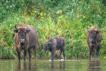 Wall Mural - The European Bison, Wisent, Bison bonasus. Wild animal in its habitat in the Bieszczady Mountains in the Carpathians, Poland.