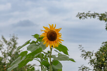 Fading Sunflower In A Meadow.