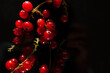 red currant tassels on a dark background