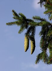 Wall Mural - spruce coniferous tree and cones with seeds close up