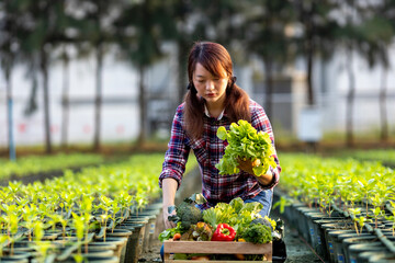 Wall Mural - Asian woman farmer is carrying the wooden tray full of freshly pick organics vegetables in her garden for harvest season and healthy diet food concept