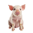 small pink pig isolated on white background