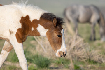 Wall Mural - Wild Horse Foal in Springtime in the Utah Desert