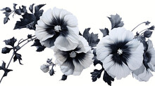 Black Hollyhock Isolated On White Background. Black Color Hollyhock Flower