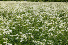 Achillea Millefolium Or Common Yarrow. Achillea Millefolium Flowers In Summer Meadow
