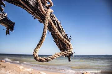 Wall Mural - A rope hangs from a branch of a dry tree close-up against the background of the sky and the sea	
